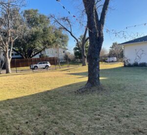BEFORE Dallas Backyard